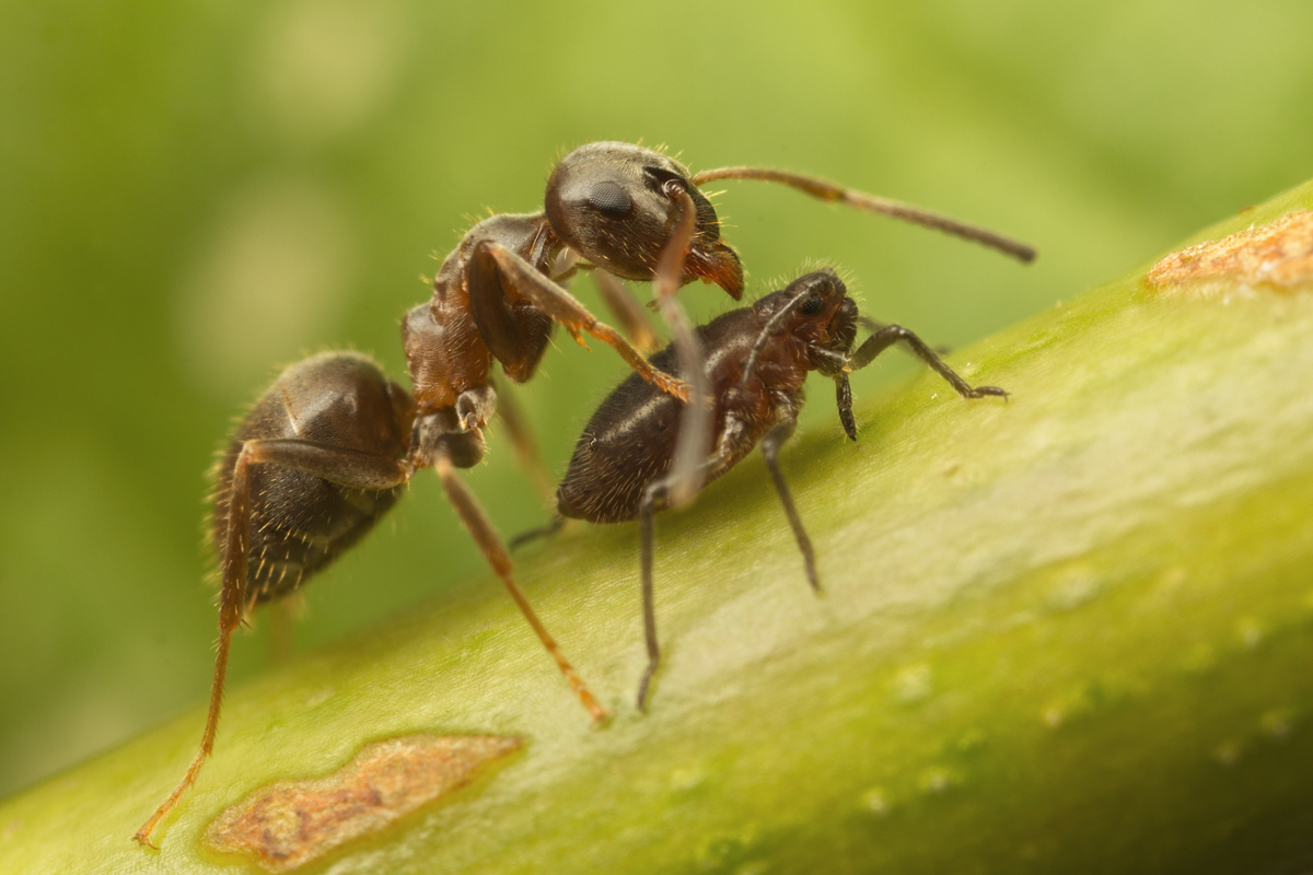 Black Ant with Aphid 1